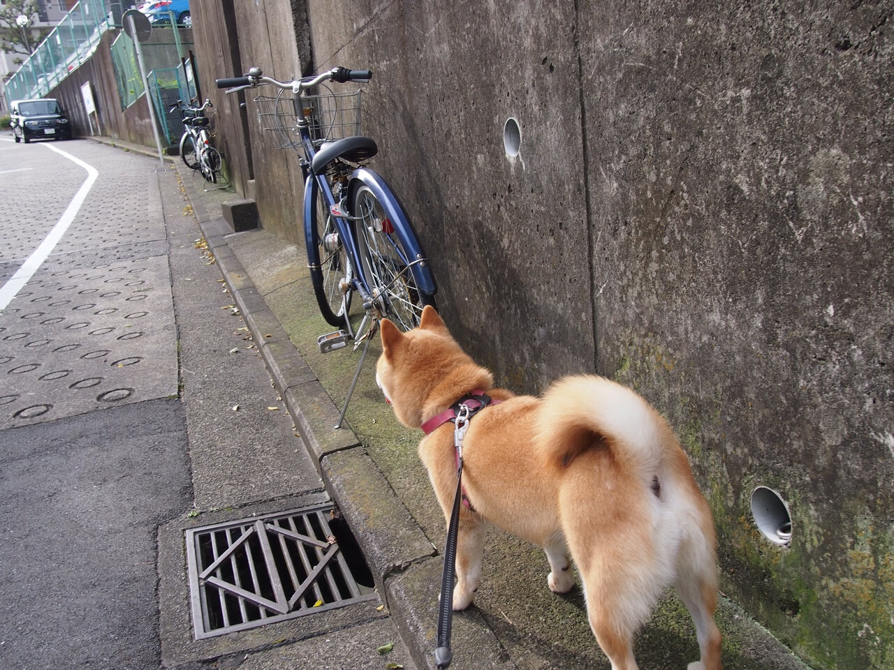 中国足球青少年足球推广活动热度提升,青少年足球宣传文案