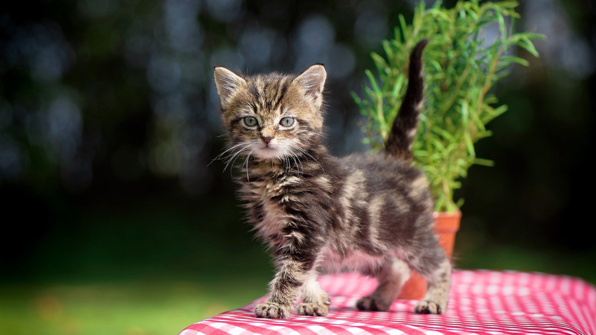 五大联赛比赛中传球线路选择决定攻防效率，传球技术在比赛中主要有几种